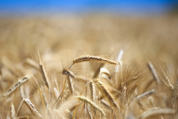 ears of wheat