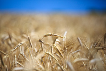 Fototapeta premium ears of wheat