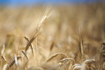 Fototapeta premium ears of wheat