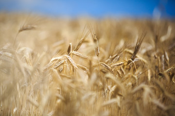 Fototapeta premium ears of wheat