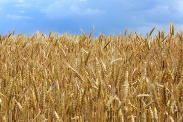 ears of wheat