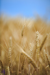ears of wheat