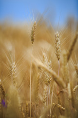 ears of wheat