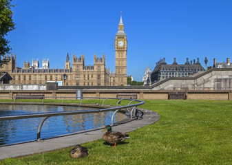 Ducks in Westminster