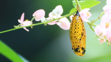 yellow chrysalis of butterfly 
