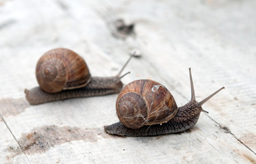 edible snail