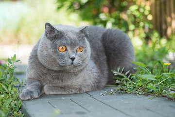 Grey british cat lying in the green grass