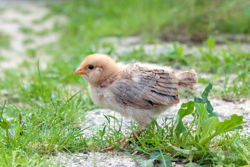 little chicken