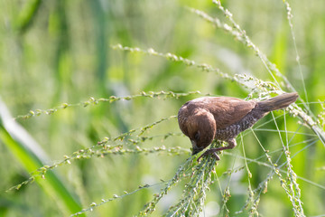 A weaver bird in the field