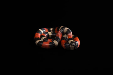 Fototapeta premium Pueblan milk snake 