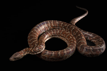 Hispaniolan boa, Chilabothrus or epicrates striatus
