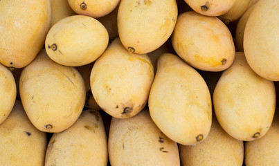 yellow Mango