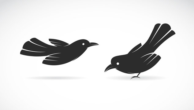 Vector image of an bird on white background