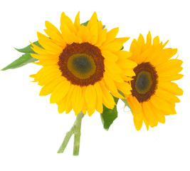two bright sunflowers