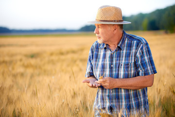 Senior farmer checks wheat grain, looking to the left