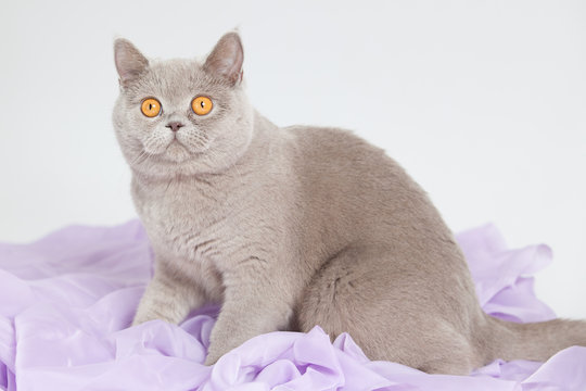 British Shorthair Grey Cat With Big Wide Open Orange Eyes Isolated