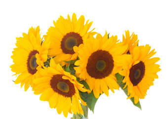 one bight sunflower