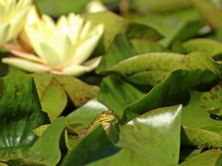 Teichfrosch (Pelophylax esculentus) neben  Seerosenblüten
