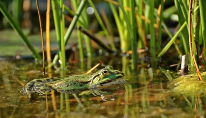 Schwimmender Teichfrosch zwischen Pflanzen
