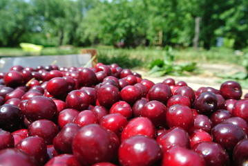 Freshly picked ripe red cherries in a wooden crate, in an orchard, on a sunny day. Concept of organic farming; fresh, natural, healthy, unprocessed fruit.