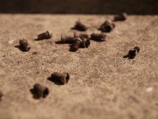 Screws in Dirt 1
