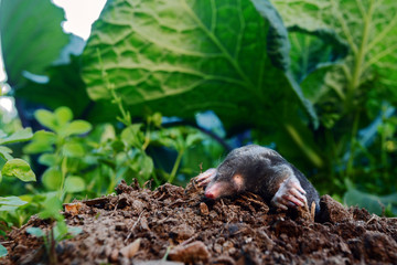 European Mole (Talpa europaea) in the garden