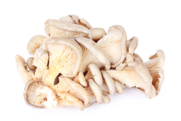 Uncooked oyster mushrooms