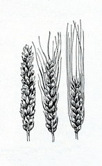 Common wheat (1,2), durum wheat or macaroni wheat (3)

