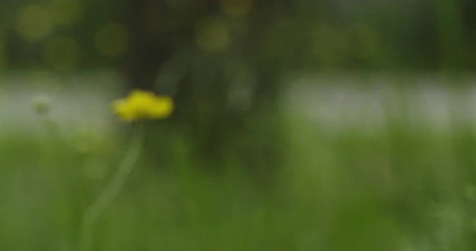 focus pull of meadow with buttercup slowmo 60fps