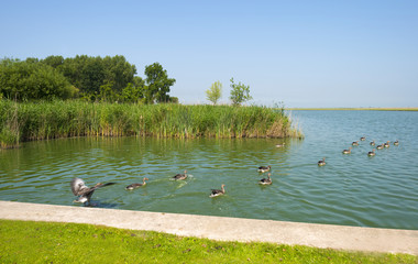 Geese swimming along the shore of a lake in summer