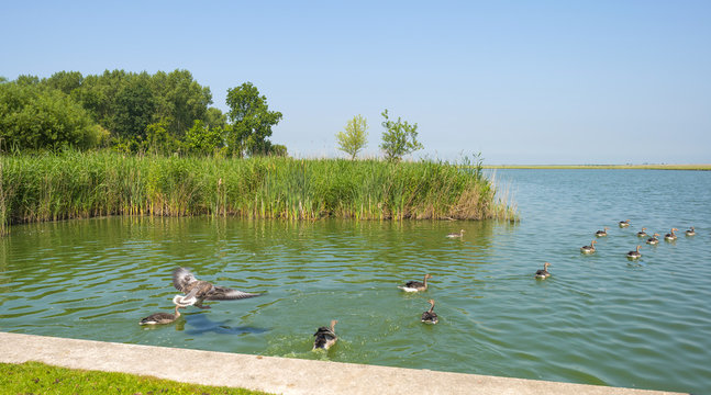 Geese swimming along the shore of a lake in summer