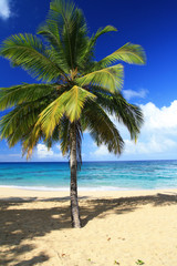 Fototapeta na wymiar Palm on caribbean beach