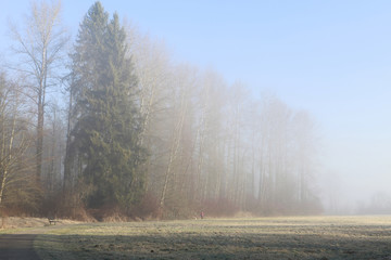 Hazy winter morning scenic of a walking path through a park.