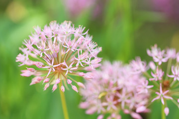 Beautiful spring flowers outdoors