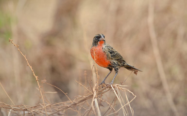  Red-breasted blackbird (Sturnella militaris)