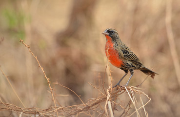 Fototapeta premium Red-breasted blackbird (Sturnella militaris)