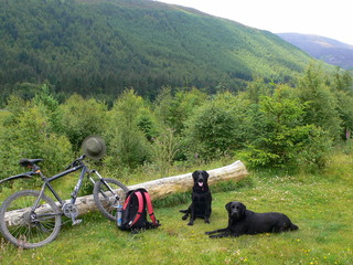 Cycling with dogs in the Ennerdale Forest near Ennerdale Water, in the Lake District, England.