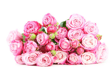beautiful pink roses isolated on white