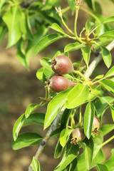 Pears on a tree branch in the garden