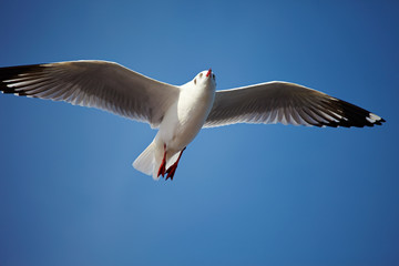 Seagull Flying at gulf of Thailand