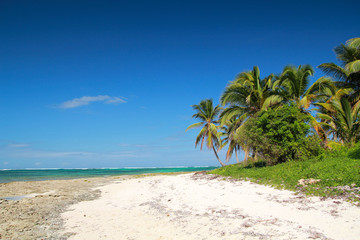 Coconut palm  on beach