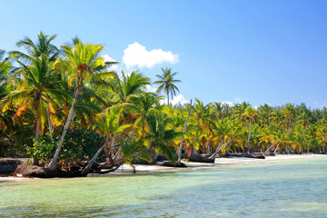 Palm jungle on tropical beach
