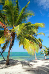 Beautiful palm on tropical beach