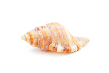 Sea shell isolated on a white