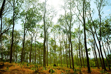Fototapeta premium Trees