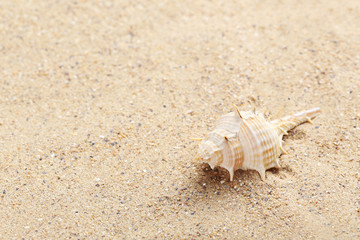 Sea shell on a beach sand