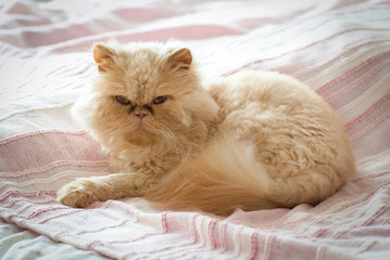 Isolated Persian Cat on Bed in Bedroom