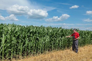 Agriculture, green corn field with beautiful blue sky and white clouds