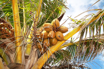 Coconuts on palm
