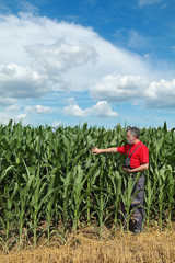Farmer or agronomist  inspect quality of corn with tablet in hand